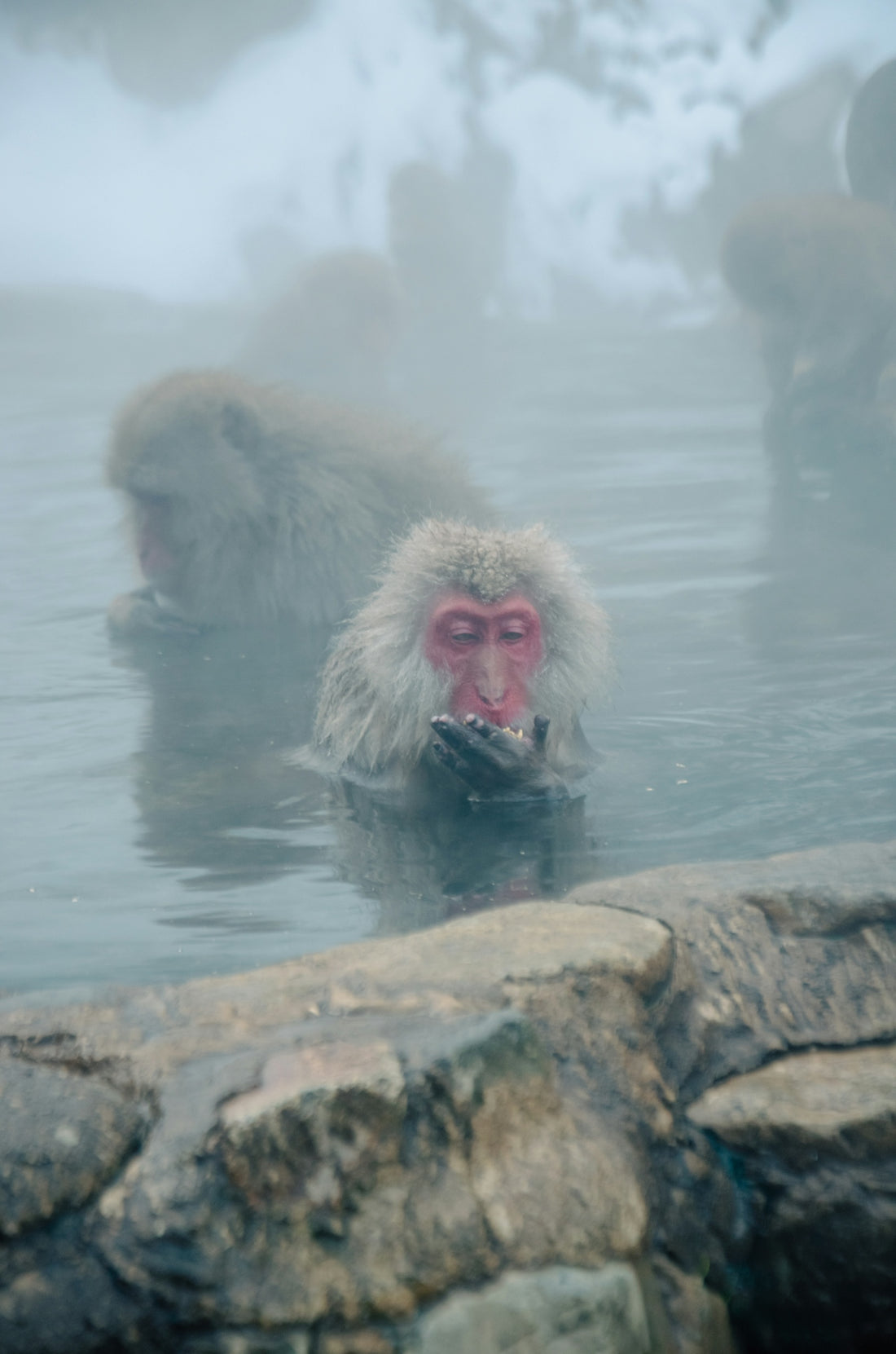Monkeys bathing in a hot spring
